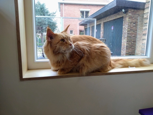 Roste Maine Coone op vensterbank tijdens trimbeurt in kattentrimsalon