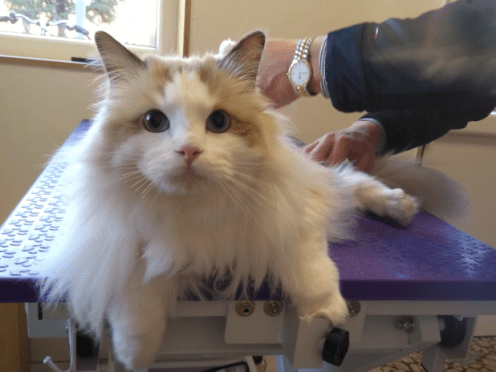 Witte Ragdol poes krijgt vachtverzorging op trimtafel door kattentrimster in Gent