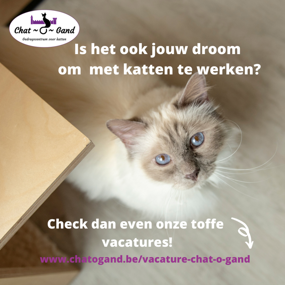 Vertolking Een nacht draad Vacature Chat-o-Gand | | Chat-o-Gand