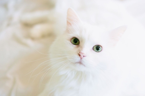 Witte kat met grote ogen