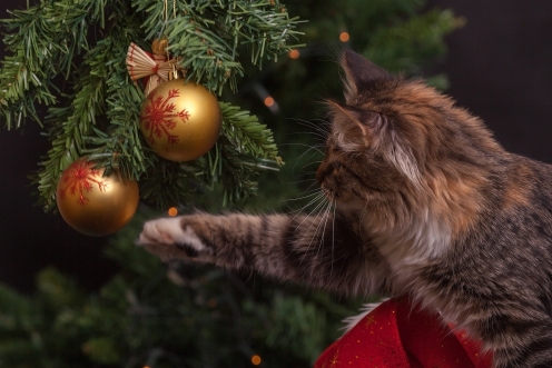kat en kerstboom